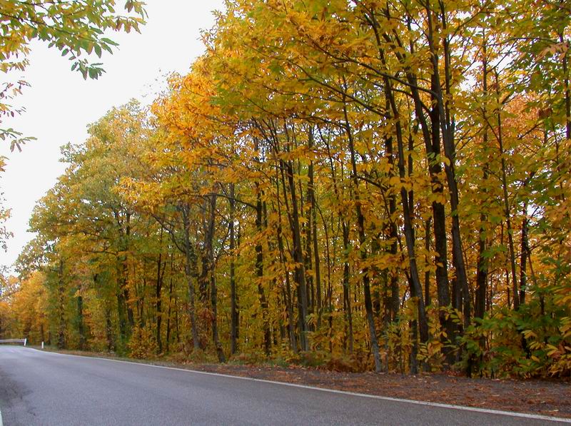 Castanea Sativa versione autunnale